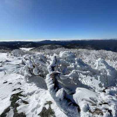 Eucalyptus pauciflora subsp. debeuzevillei (A Snow Gum) at Namadgi National Park - 13 Jun 2022 by Mavis