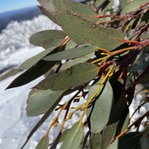 Eucalyptus pauciflora subsp. debeuzevillei at Cotter River, ACT - 13 Jun 2022