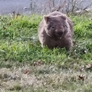 Vombatus ursinus at Greenway, ACT - 11 Jun 2022 04:58 PM