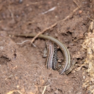 Ctenotus robustus at Greenway, ACT - 13 Jun 2022