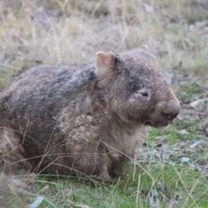 Vombatus ursinus at Greenway, ACT - 13 Jun 2022