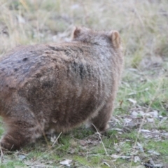 Vombatus ursinus at Greenway, ACT - 13 Jun 2022