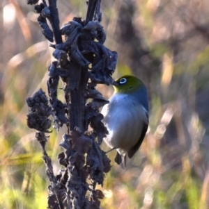 Zosterops lateralis at Coree, ACT - 13 Jun 2022