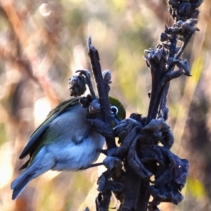 Zosterops lateralis at Coree, ACT - 13 Jun 2022