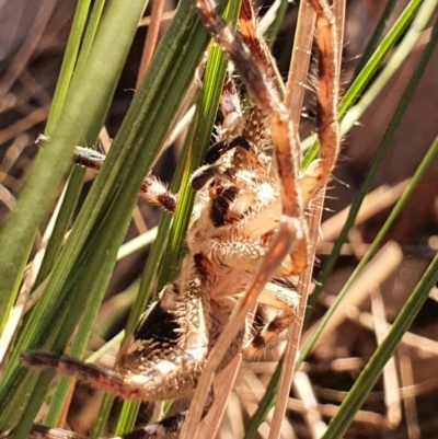 Neosparassus calligaster (Beautiful Badge Huntsman) at Gundaroo, NSW - 13 Jun 2022 by Gunyijan