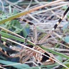 Neosparassus calligaster at Gundaroo, NSW - 13 Jun 2022