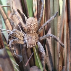 Neosparassus calligaster at Gundaroo, NSW - 13 Jun 2022