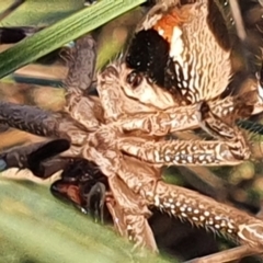 Neosparassus calligaster at Gundaroo, NSW - 13 Jun 2022