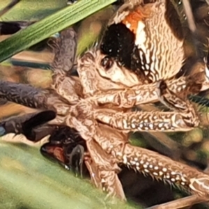 Neosparassus calligaster at Gundaroo, NSW - 13 Jun 2022