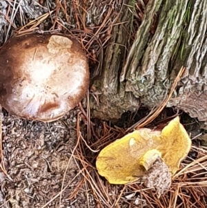 Suillus sp. at Gundaroo, NSW - 12 Jun 2022