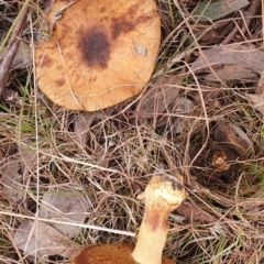 zz agaric (stem; gills not white/cream) at Gundaroo, NSW - 12 Jun 2022 by Gunyijan