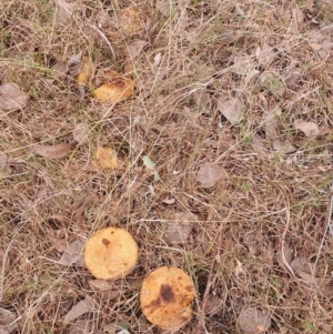 zz agaric (stem; gills not white/cream) at Gundaroo, NSW - 12 Jun 2022