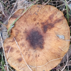 zz agaric (stem; gills not white/cream) at Gundaroo, NSW - 12 Jun 2022 11:09 AM