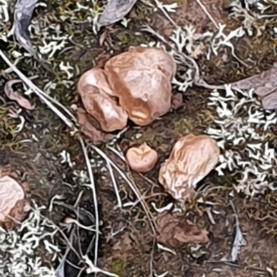 Unidentified Puffball & the like at Gundaroo, NSW - 12 Jun 2022 by Gunyijan