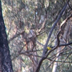 Eopsaltria australis (Eastern Yellow Robin) at Killawarra, VIC - 12 Jun 2022 by Darcy