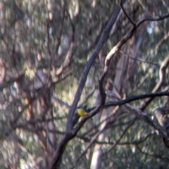 Eopsaltria australis at Killawarra, VIC - 13 Jun 2022 09:19 AM