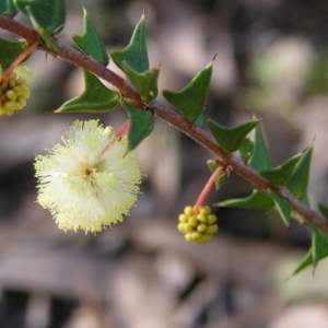 Acacia gunnii at Molonglo Valley, ACT - 12 Jun 2022 11:18 AM