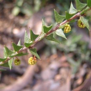 Acacia gunnii at Molonglo Valley, ACT - 12 Jun 2022 11:18 AM