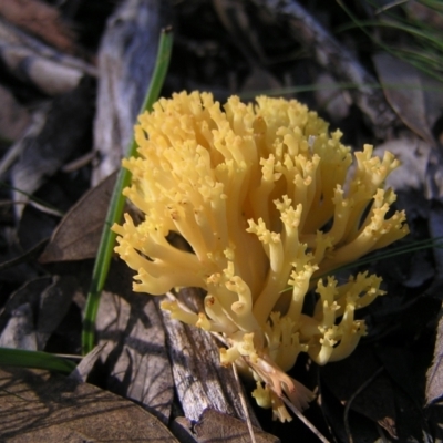 Ramaria sp. (genus) (A Coral fungus) at Aranda, ACT - 12 Jun 2022 by MatthewFrawley