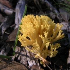 Ramaria sp. (A Coral fungus) at Aranda, ACT - 12 Jun 2022 by MatthewFrawley