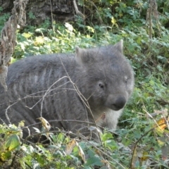 Vombatus ursinus (Common wombat, Bare-nosed Wombat) at QPRC LGA - 13 Jun 2022 by Steve_Bok