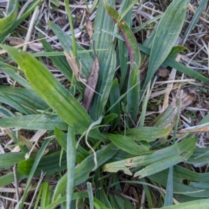 Plantago lanceolata at Watson, ACT - 11 Jun 2022 11:10 AM