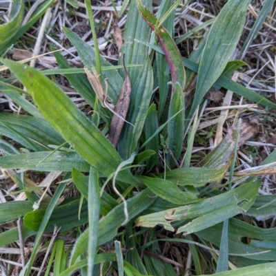 Plantago lanceolata (Ribwort Plantain, Lamb's Tongues) at Watson, ACT - 11 Jun 2022 by AniseStar