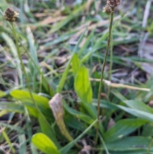 Plantago lanceolata at Watson, ACT - 11 Jun 2022