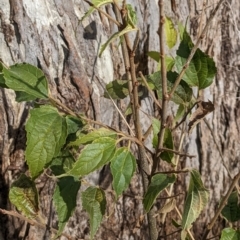 Celtis australis (Nettle Tree) at Watson Green Space - 11 Jun 2022 by AniseStar