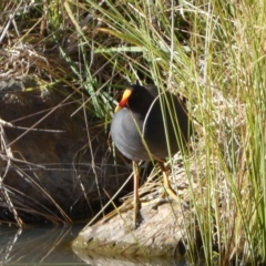 Gallinula tenebrosa (Dusky Moorhen) at Jerrabomberra, NSW - 13 Jun 2022 by SteveBorkowskis