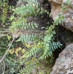 Pellaea calidirupium (Hot Rock Fern) at Jerrabomberra, NSW - 13 Jun 2022 by SteveBorkowskis