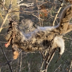 Oryctolagus cuniculus (European Rabbit) at QPRC LGA - 13 Jun 2022 by Steve_Bok