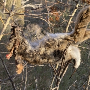 Oryctolagus cuniculus at Jerrabomberra, NSW - 13 Jun 2022