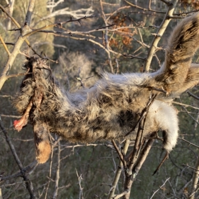 Oryctolagus cuniculus (European Rabbit) at QPRC LGA - 13 Jun 2022 by Steve_Bok