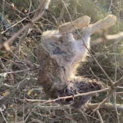 Oryctolagus cuniculus at Jerrabomberra, NSW - 13 Jun 2022