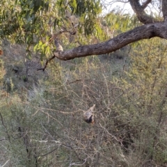 Oryctolagus cuniculus at Jerrabomberra, NSW - 13 Jun 2022