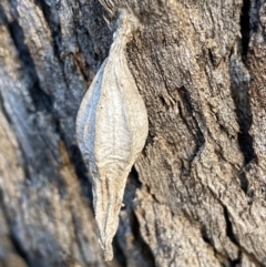 Hyalarcta nigrescens (Ribbed Case Moth) at Jerrabomberra, NSW - 13 Jun 2022 by SteveBorkowskis