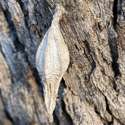 Hyalarcta nigrescens (Ribbed Case Moth) at QPRC LGA - 13 Jun 2022 by Steve_Bok