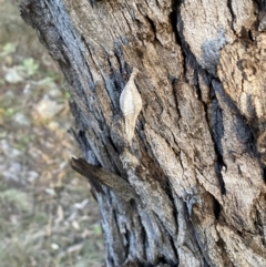 Hyalarcta nigrescens at Jerrabomberra, NSW - 13 Jun 2022 04:36 PM