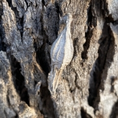 Hyalarcta nigrescens at Jerrabomberra, NSW - 13 Jun 2022