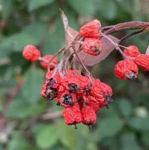 Cotoneaster glaucophyllus at Jerrabomberra, NSW - 13 Jun 2022 04:34 PM