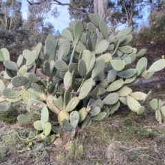 Opuntia ficus-indica (Indian Fig, Spineless Cactus) at QPRC LGA - 13 Jun 2022 by Steve_Bok