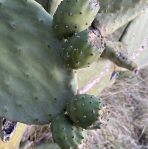 Opuntia ficus-indica at Jerrabomberra, NSW - 13 Jun 2022 04:26 PM