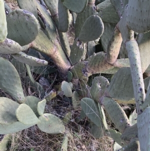 Opuntia ficus-indica at Jerrabomberra, NSW - 13 Jun 2022 04:26 PM