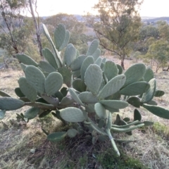 Opuntia ficus-indica at Jerrabomberra, NSW - 13 Jun 2022