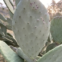 Opuntia ficus-indica at Jerrabomberra, NSW - 13 Jun 2022 04:26 PM