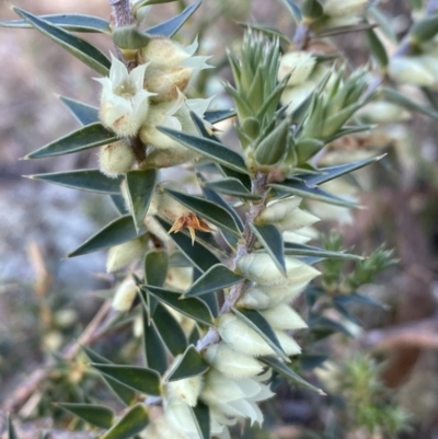 Melichrus urceolatus (Urn Heath) at Jerrabomberra, NSW - 13 Jun 2022 by Steve_Bok