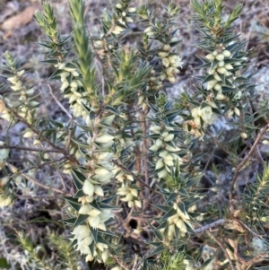 Melichrus urceolatus at Jerrabomberra, NSW - 13 Jun 2022 04:23 PM