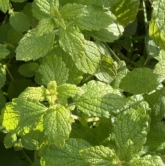 Melissa officinalis (Lemon Balm, Common Balm) at Jerrabomberra, NSW - 13 Jun 2022 by Steve_Bok