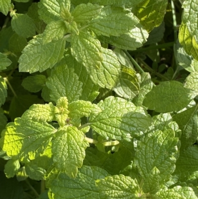 Melissa officinalis (Lemon Balm, Common Balm) at Jerrabomberra, NSW - 13 Jun 2022 by SteveBorkowskis